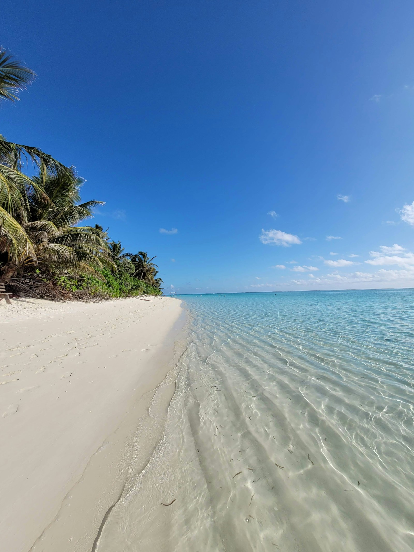 Maldives shallow clear water and palm-lined shore