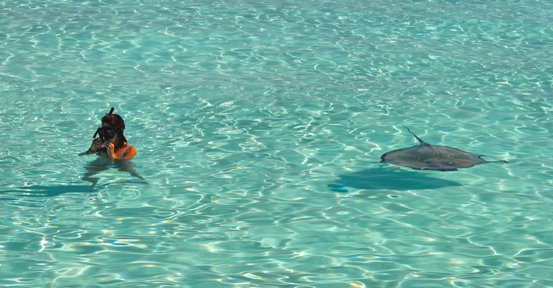 Snorkeling beside a stingray in clear lagoon water