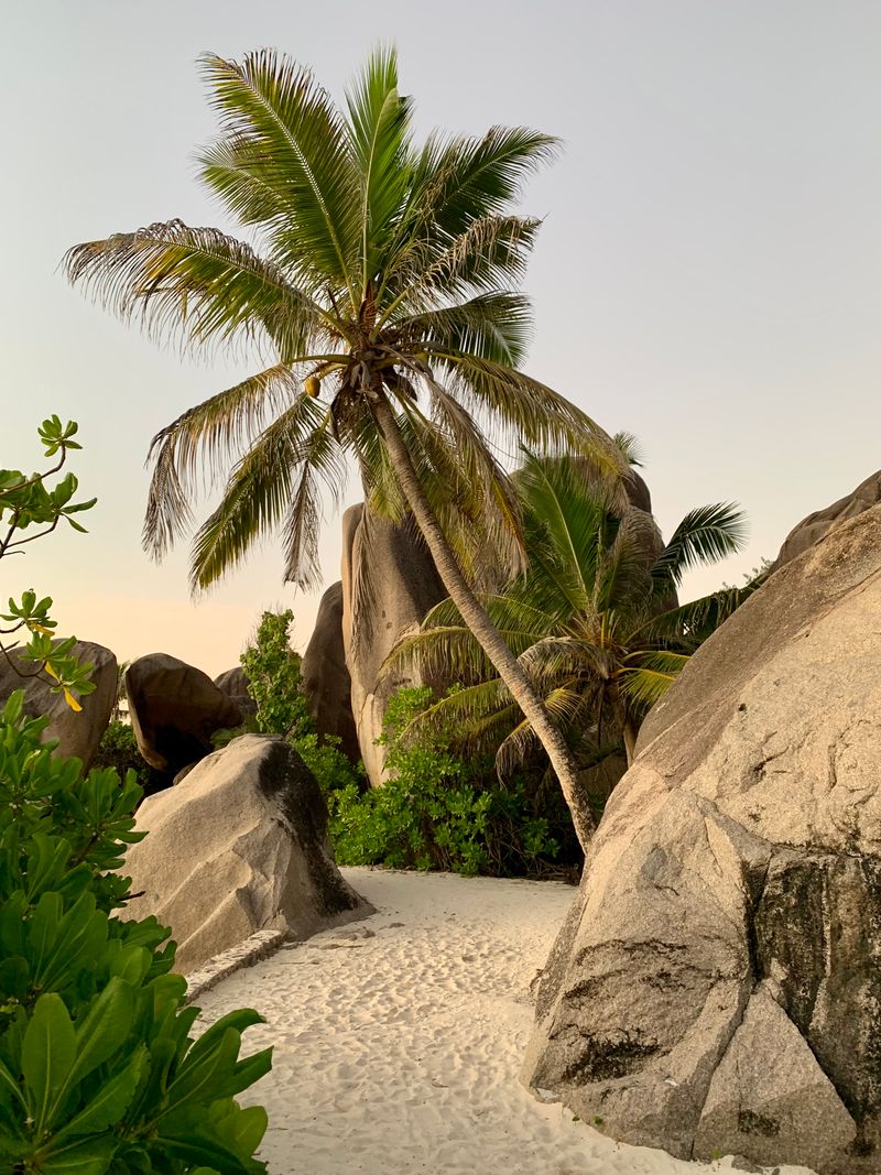 Palm trees and granite boulders on La Digue