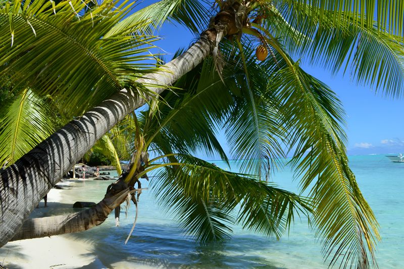 Palm trees on a white-sand motu beach in Bora Bora