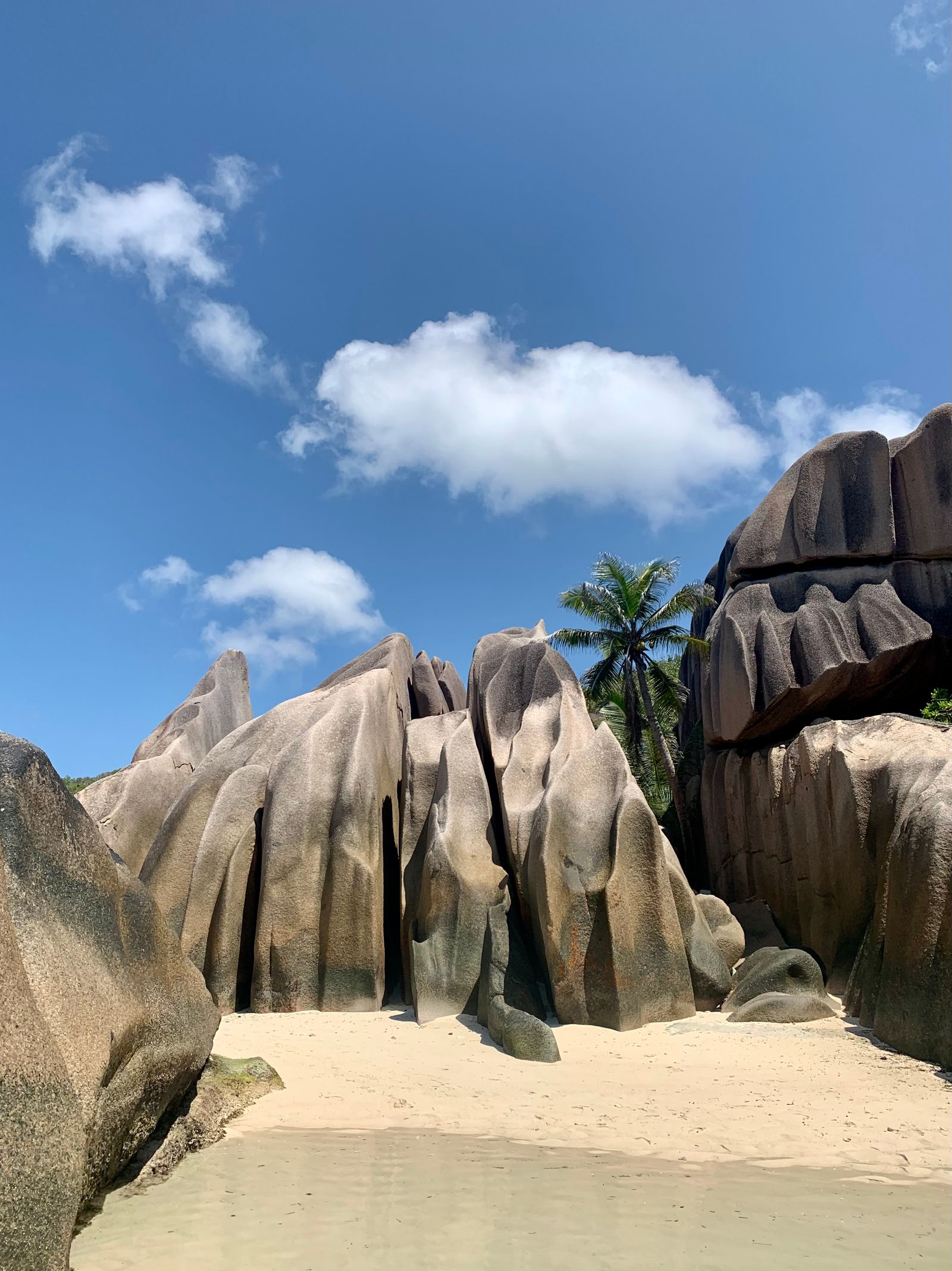 Seychelles granite rocks and palms